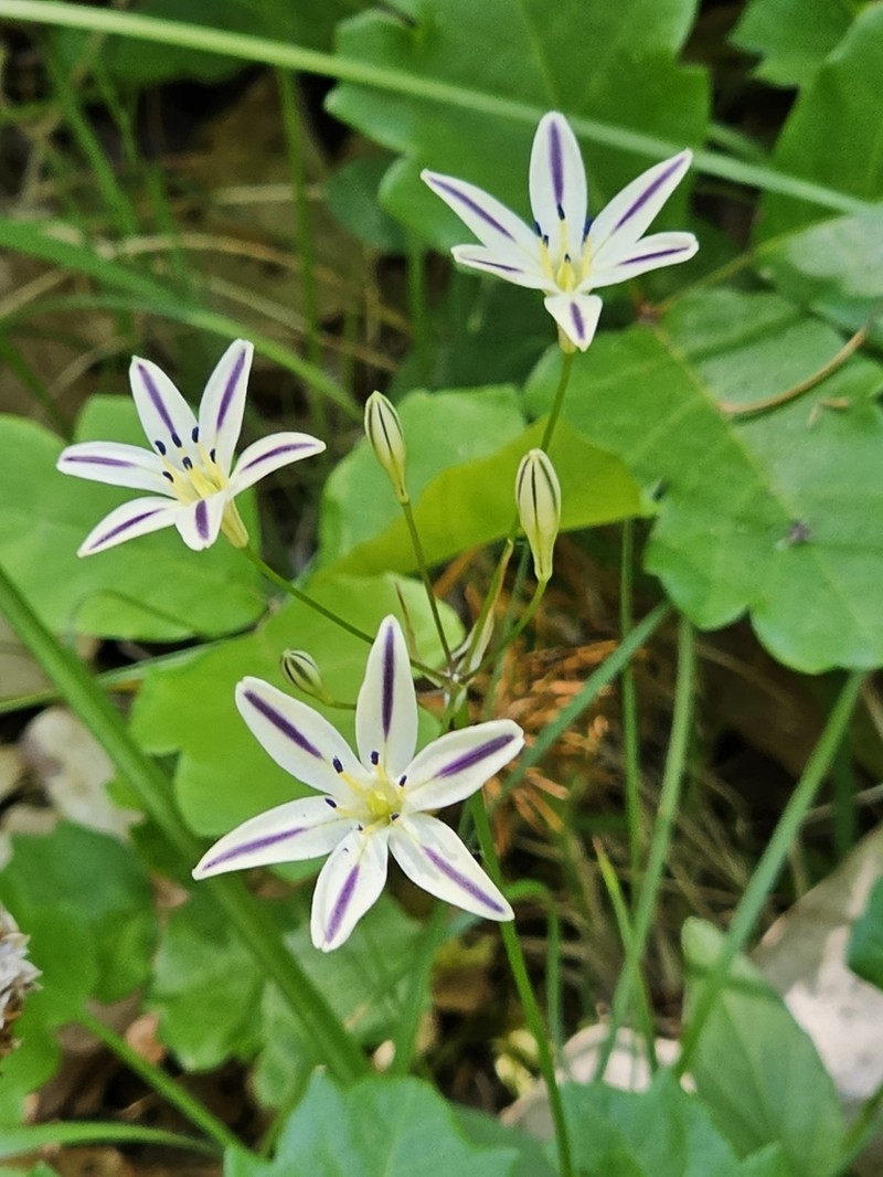 Henderson's Triteleia photo 6