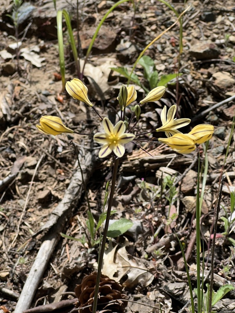 Henderson's Triteleia photo 7