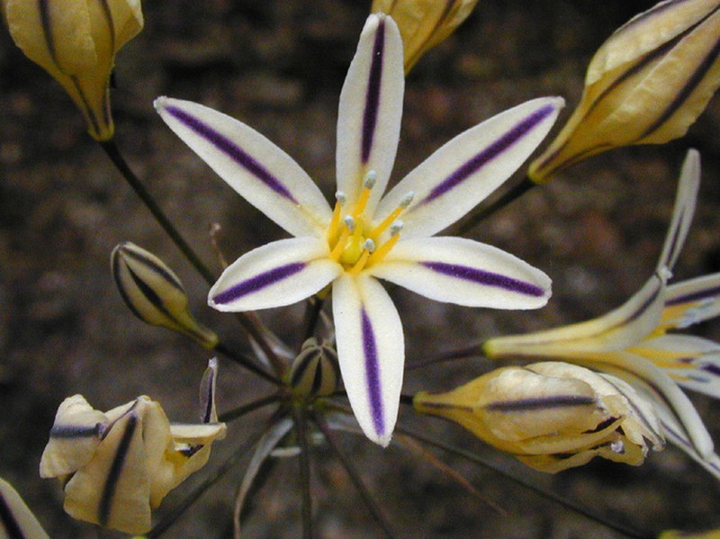 Henderson's Triteleia