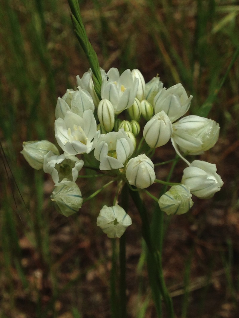 White Brodiaea photo 3
