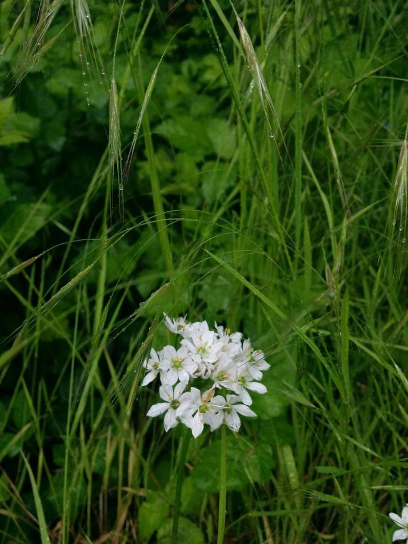 White Brodiaea photo 4