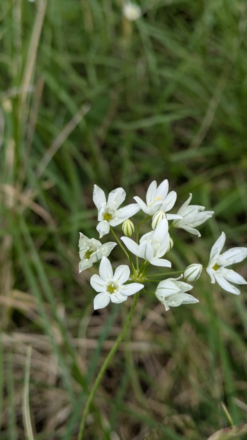 White Brodiaea photo 5