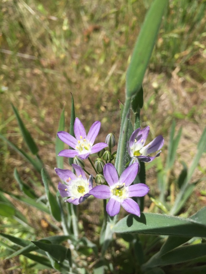 White Brodiaea photo 6