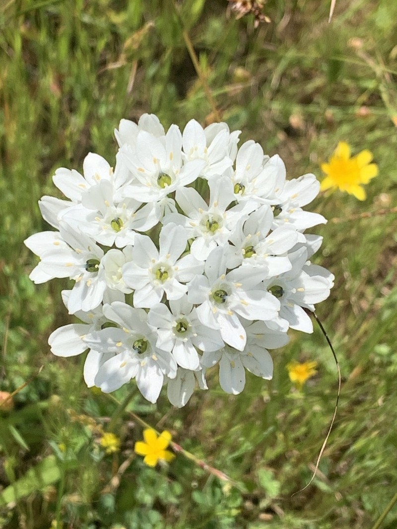White Brodiaea photo 7