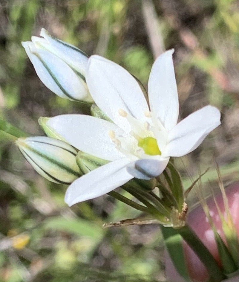 White Brodiaea photo 8