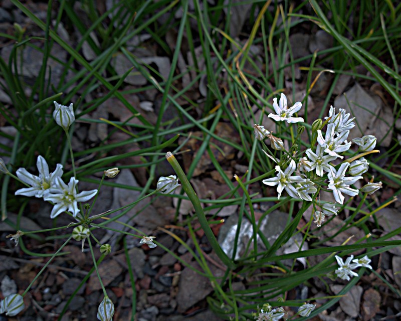 White Brodiaea photo 4