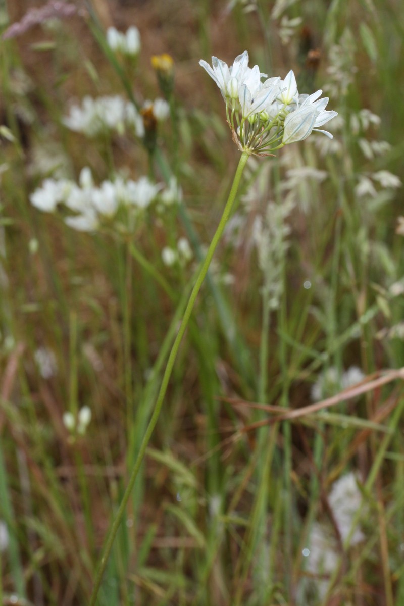 White Brodiaea photo 5