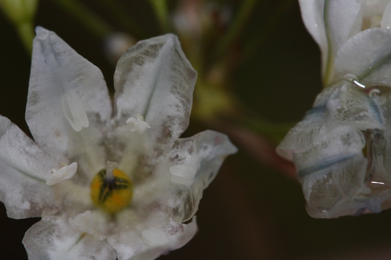 White Brodiaea photo 6