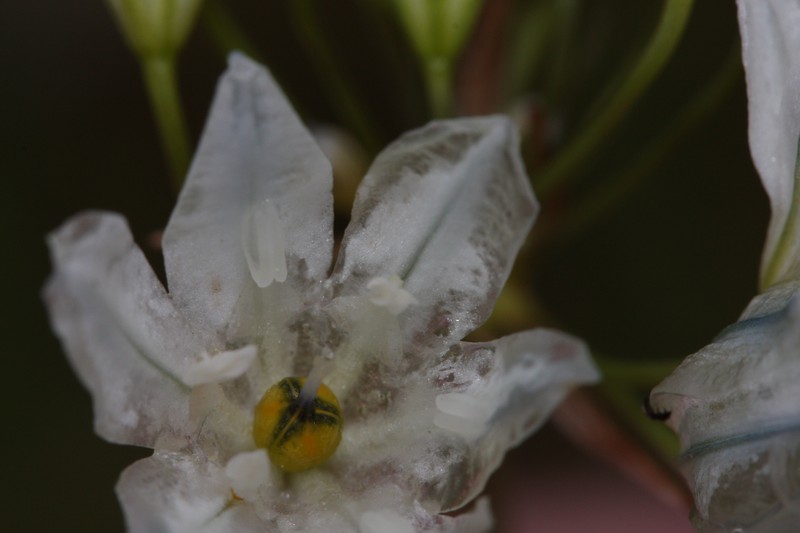 White Brodiaea photo 2
