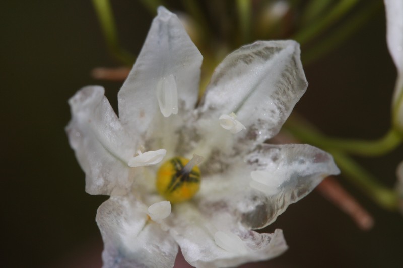 White Brodiaea photo 3