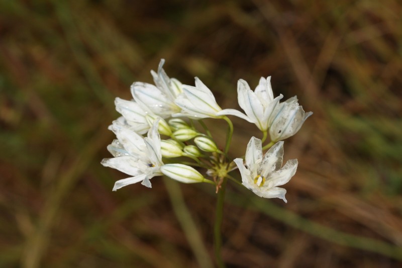 White Brodiaea