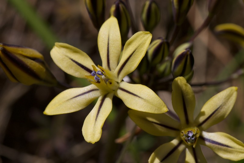 Triteleia ixioides subsp. anilina