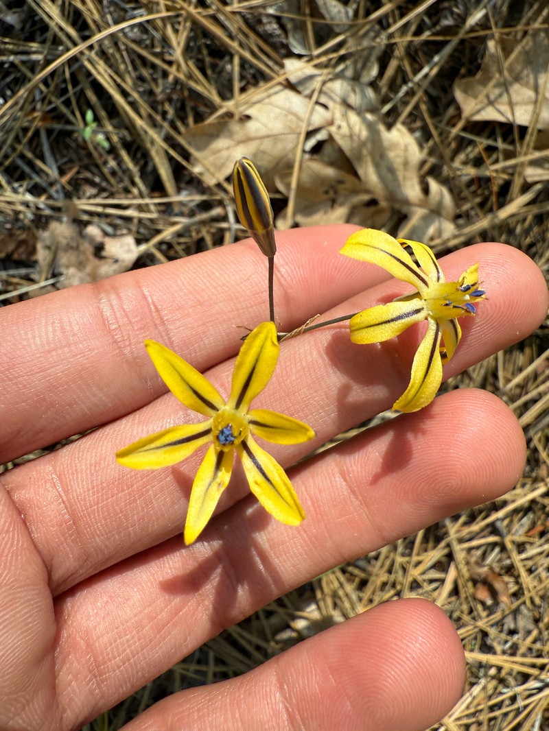Triteleia ixioides subsp. anilina photo 2