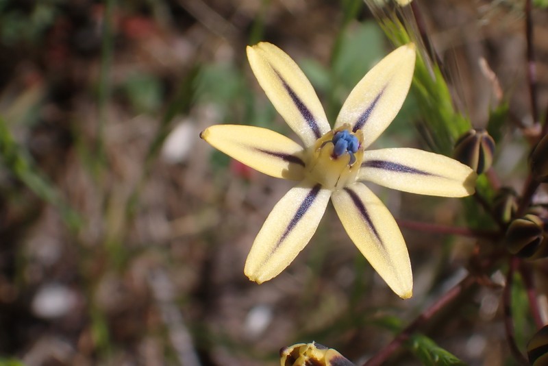 Triteleia ixioides subsp. anilina photo 3