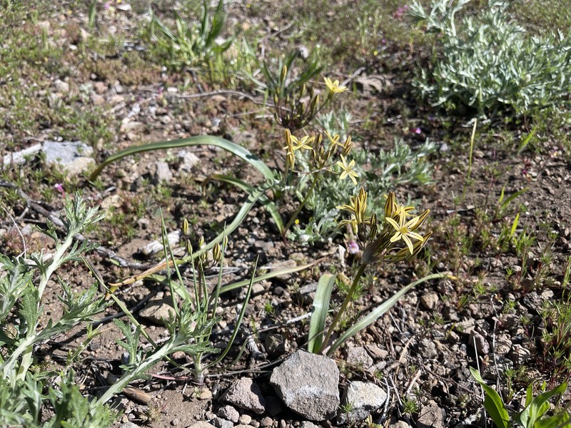 Triteleia ixioides subsp. anilina photo 4