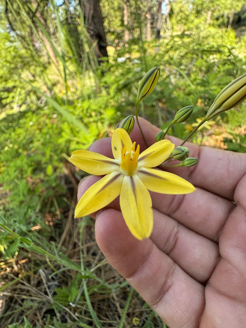 Triteleia ixioides subsp. anilina photo 5