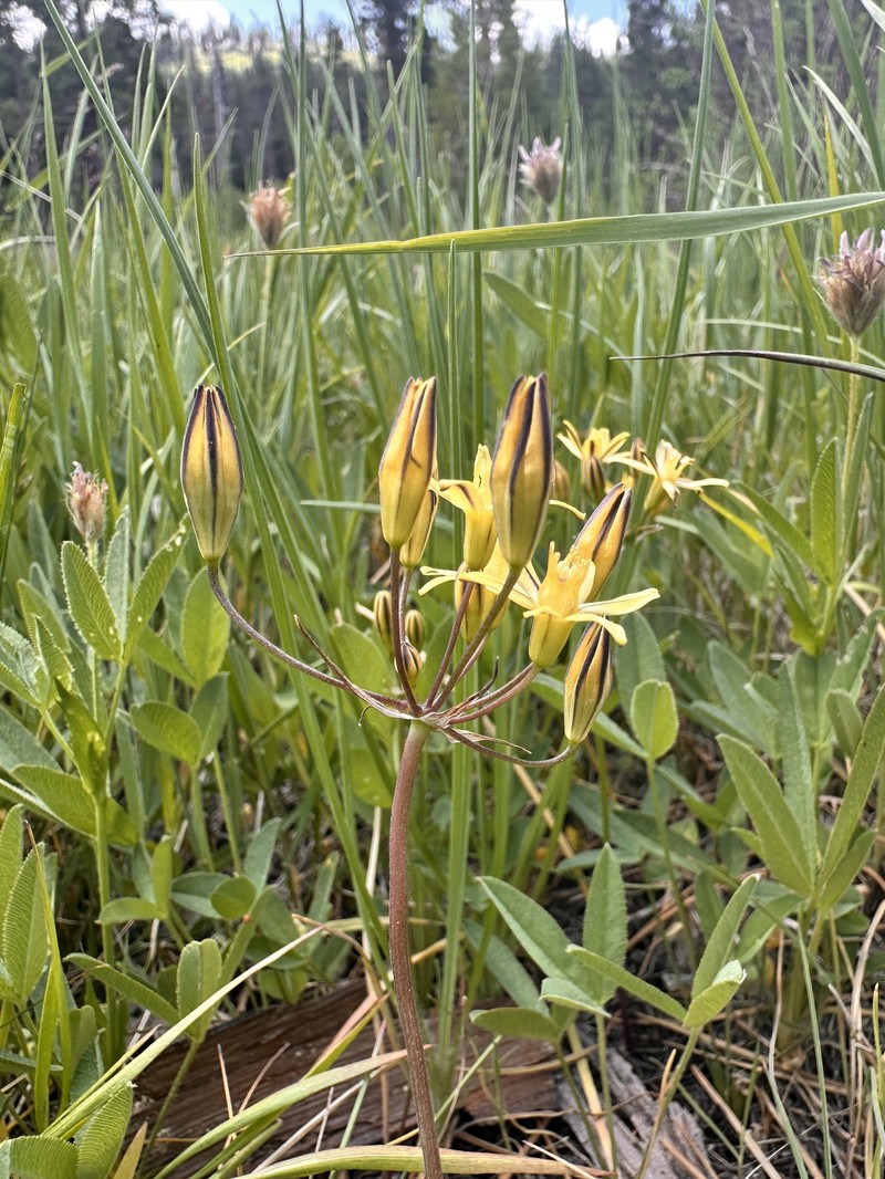 Triteleia ixioides subsp. anilina photo 6