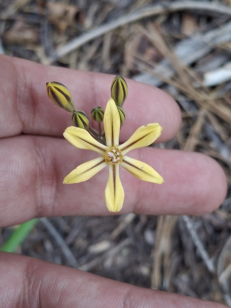 Triteleia ixioides subsp. anilina photo 7