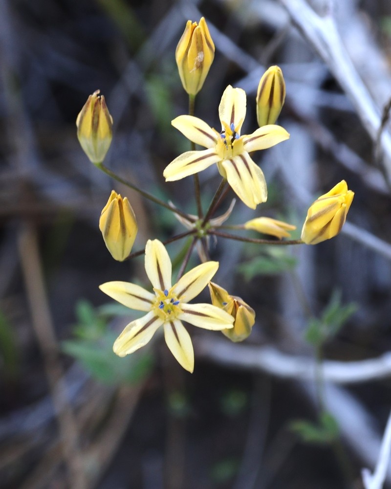 Triteleia ixioides subsp. anilina photo 8