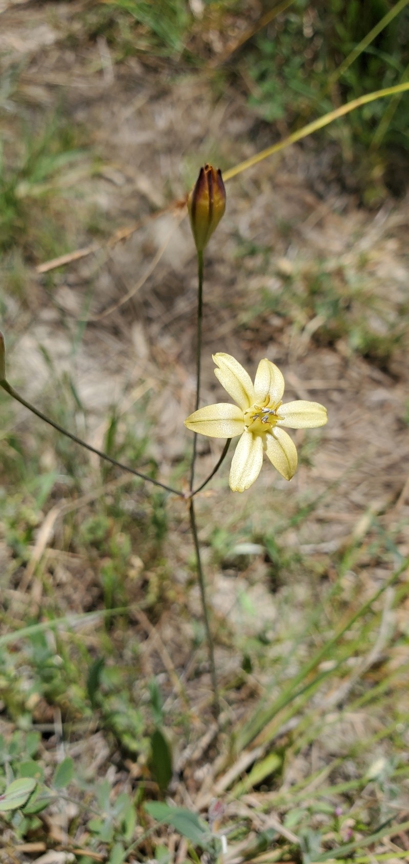 Triteleia ixioides subsp. cookii