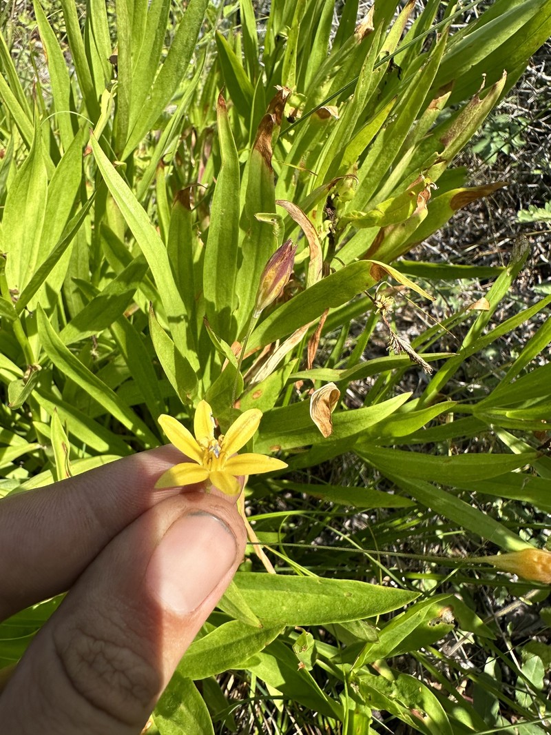 Triteleia ixioides subsp. cookii photo 2