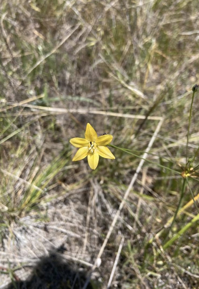 Triteleia ixioides subsp. cookii photo 3