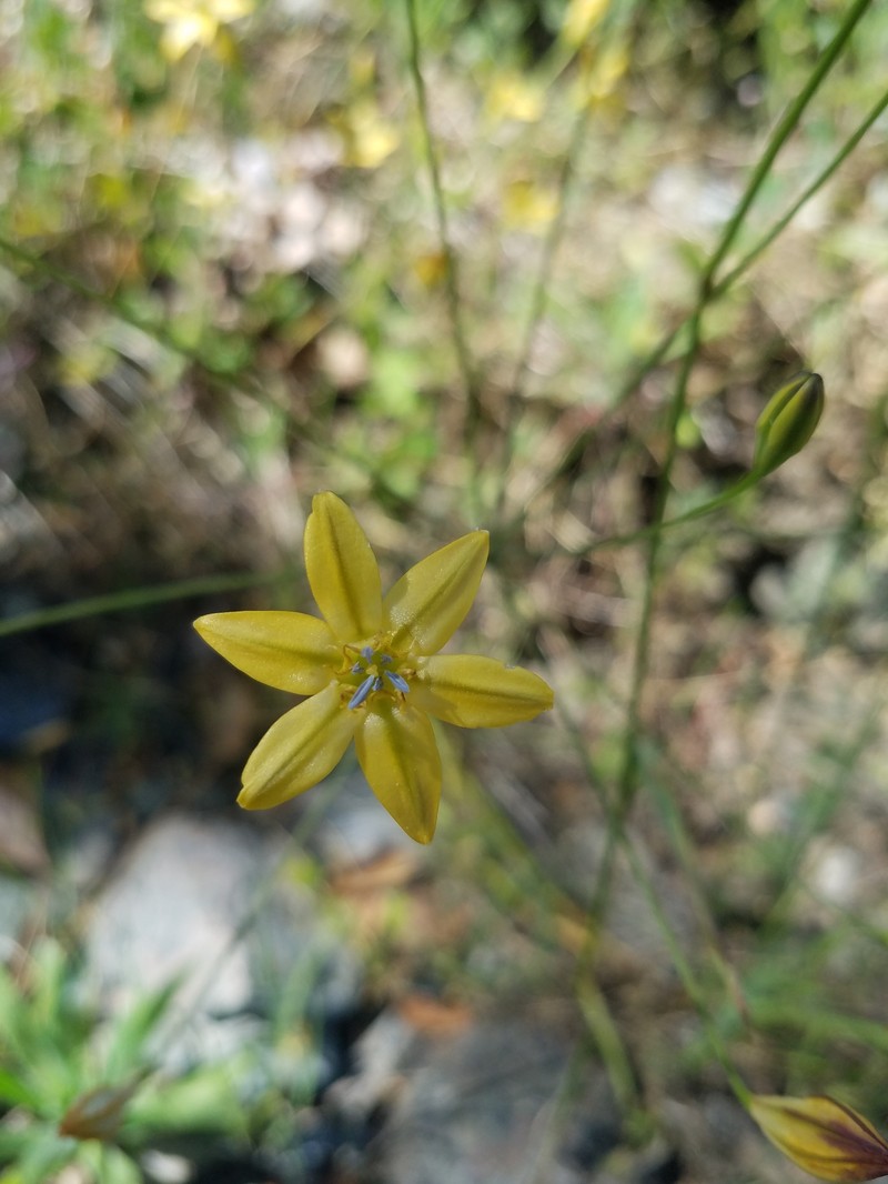 Triteleia ixioides subsp. cookii photo 4