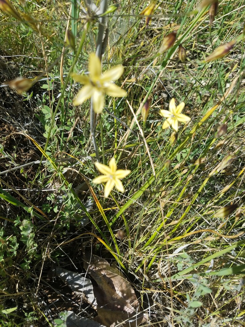 Triteleia ixioides subsp. cookii photo 5