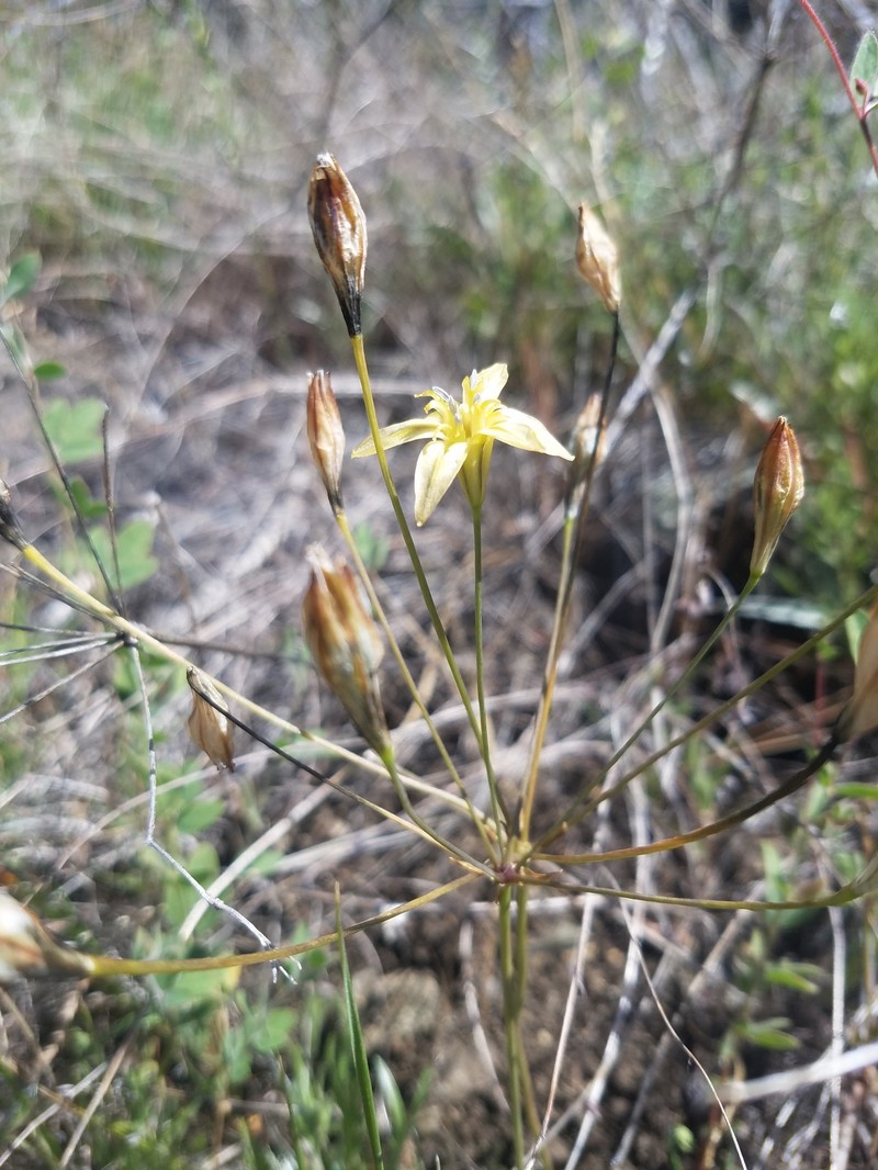 Triteleia ixioides subsp. cookii photo 6