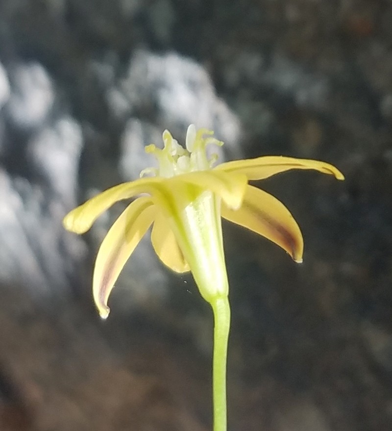 Triteleia ixioides subsp. cookii photo 7