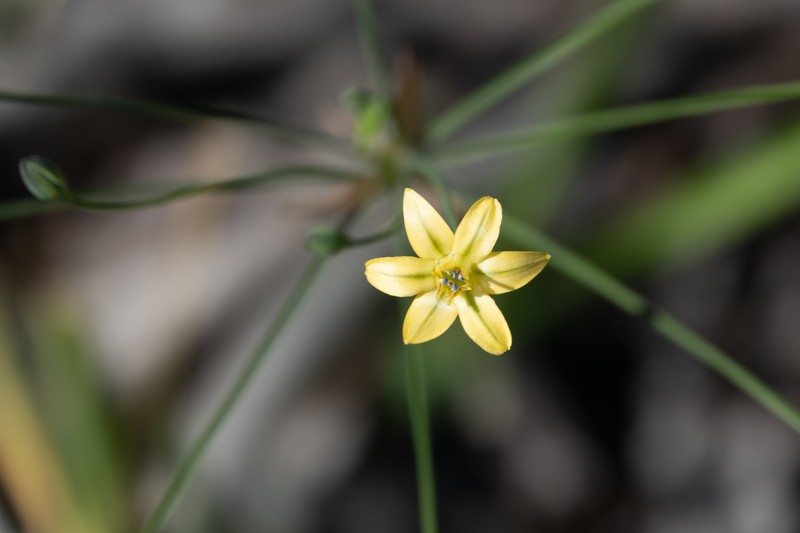 Triteleia ixioides subsp. cookii photo 8