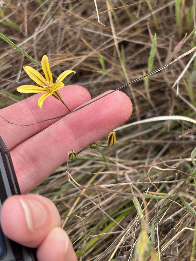 Triteleia ixioides subsp. ixioides