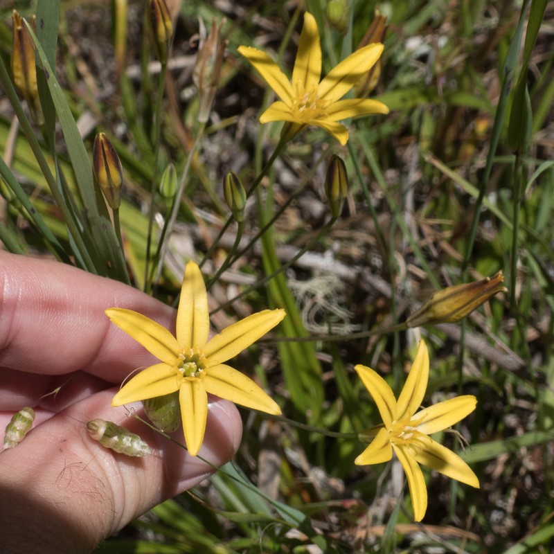 Triteleia ixioides subsp. ixioides photo 2