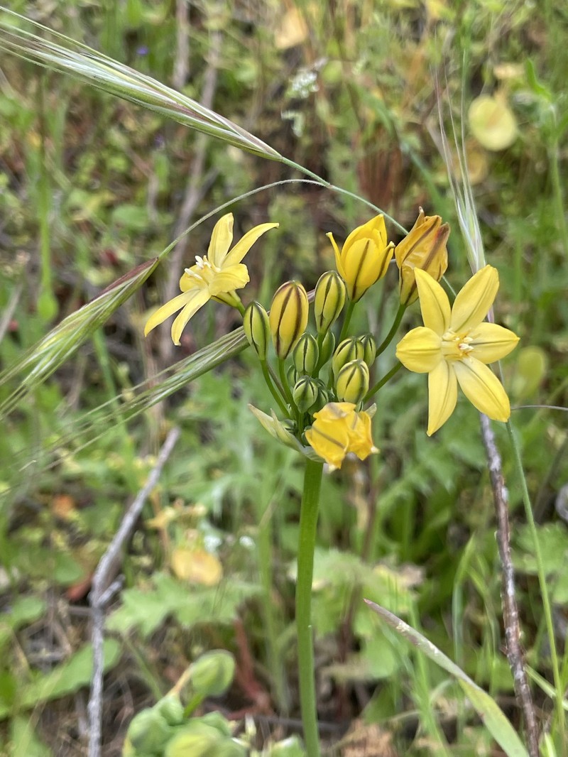 Triteleia ixioides subsp. ixioides photo 3