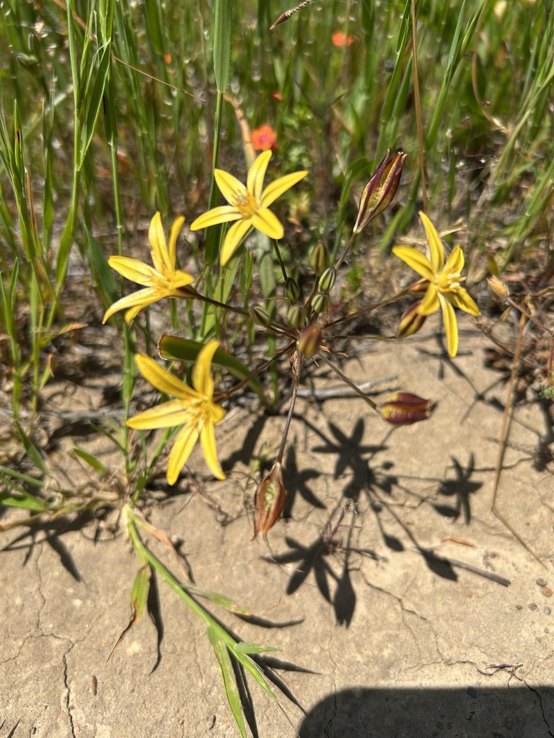 Triteleia ixioides subsp. ixioides photo 4