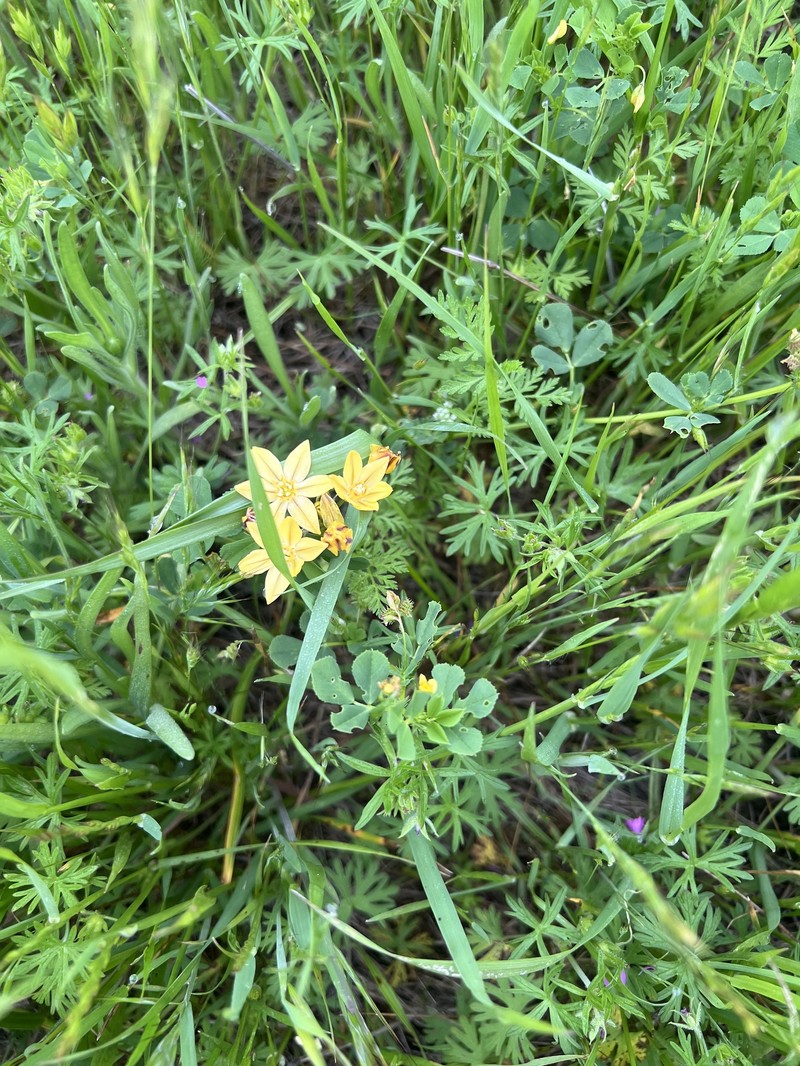 Triteleia ixioides subsp. ixioides photo 5