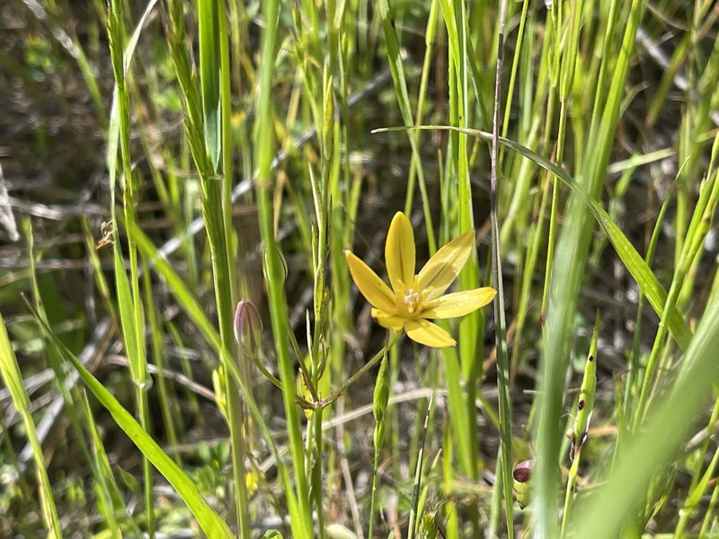Triteleia ixioides subsp. ixioides photo 6