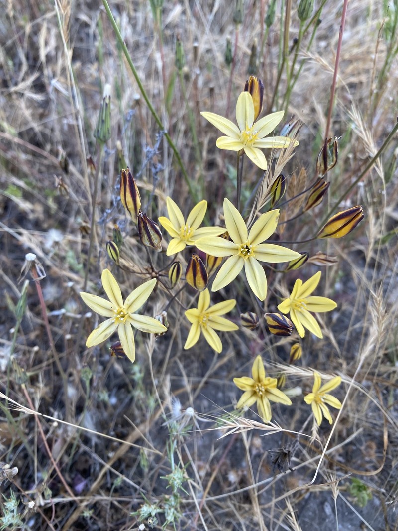 Triteleia ixioides subsp. ixioides photo 7