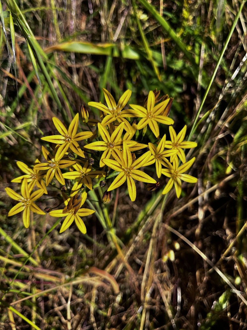 Triteleia ixioides subsp. ixioides photo 8