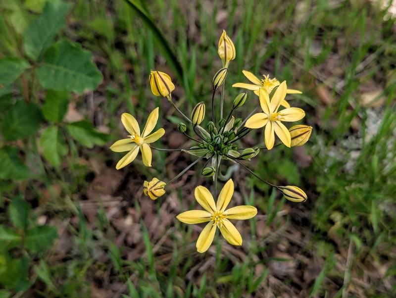 Triteleia ixioides subsp. scabra