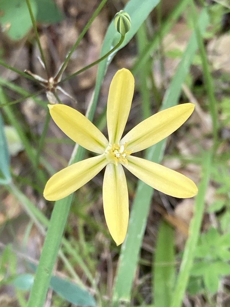 Triteleia ixioides subsp. scabra photo 2