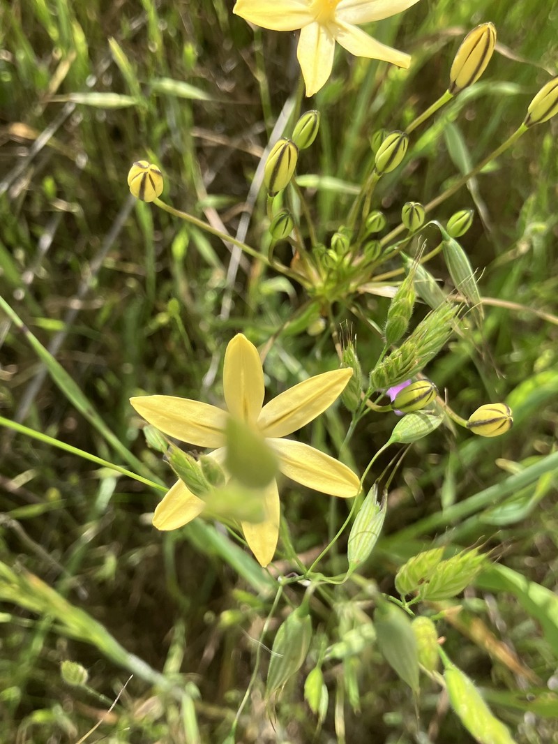 Triteleia ixioides subsp. scabra photo 4