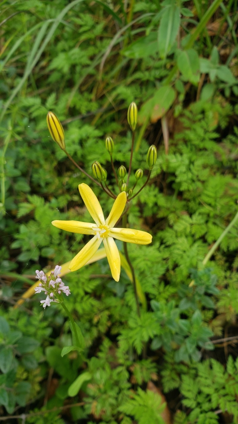 Triteleia ixioides subsp. scabra photo 5