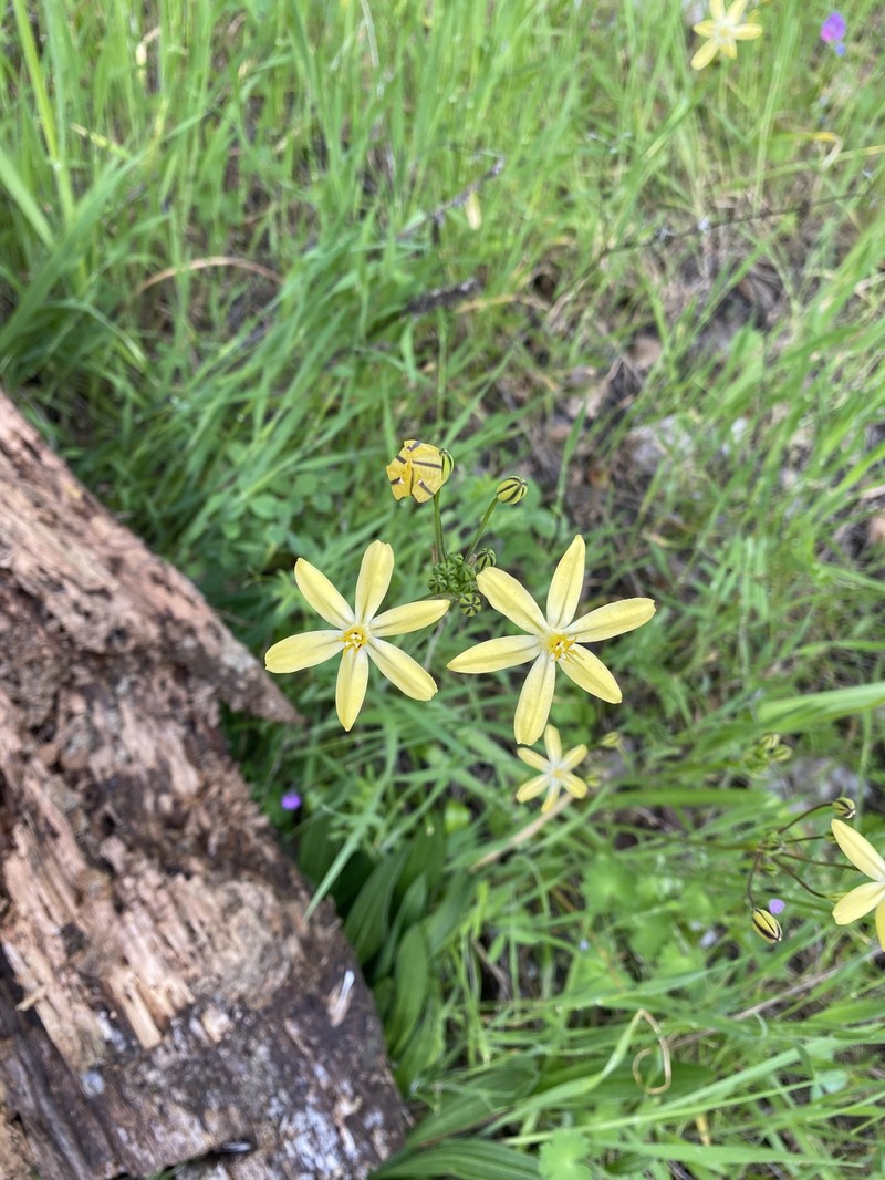 Triteleia ixioides subsp. scabra photo 6