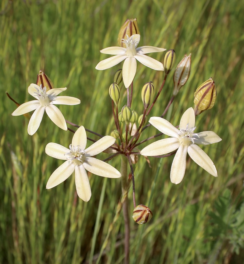 Triteleia ixioides subsp. scabra photo 7
