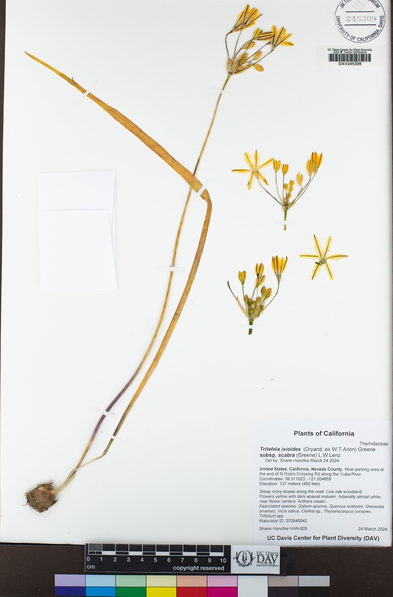Triteleia ixioides subsp. scabra photo 8