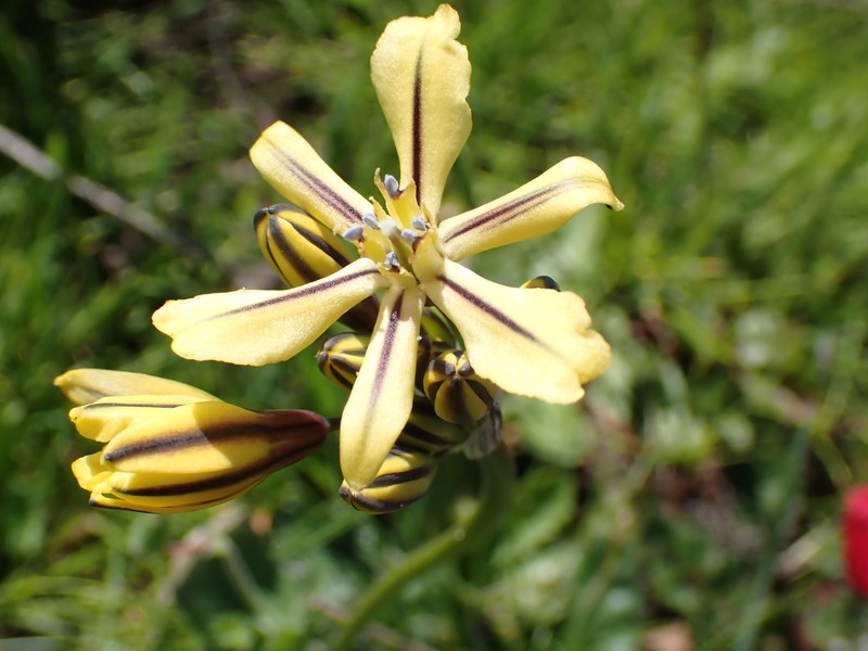 Triteleia ixioides subsp. unifolia
