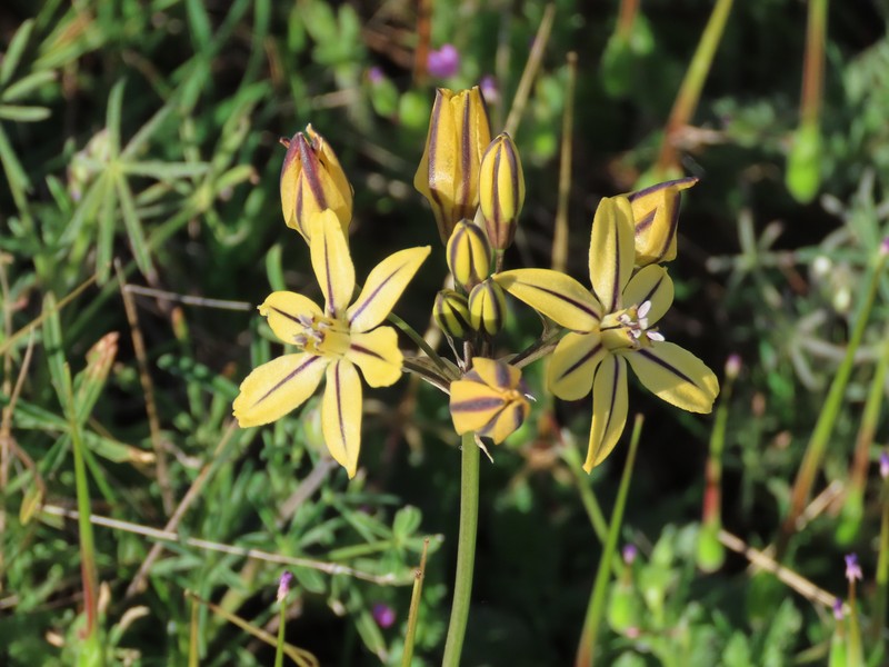 Triteleia ixioides subsp. unifolia photo 2