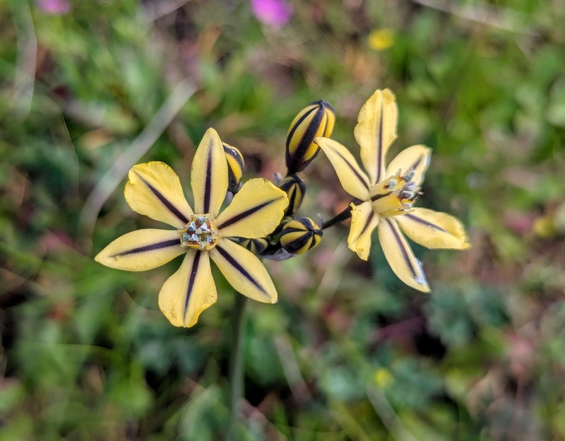 Triteleia ixioides subsp. unifolia photo 3