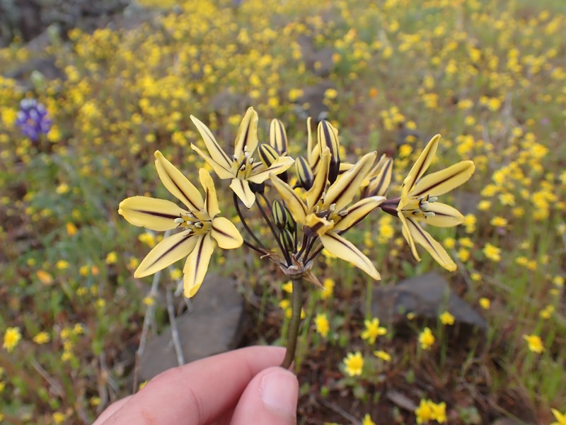 Triteleia ixioides subsp. unifolia photo 4